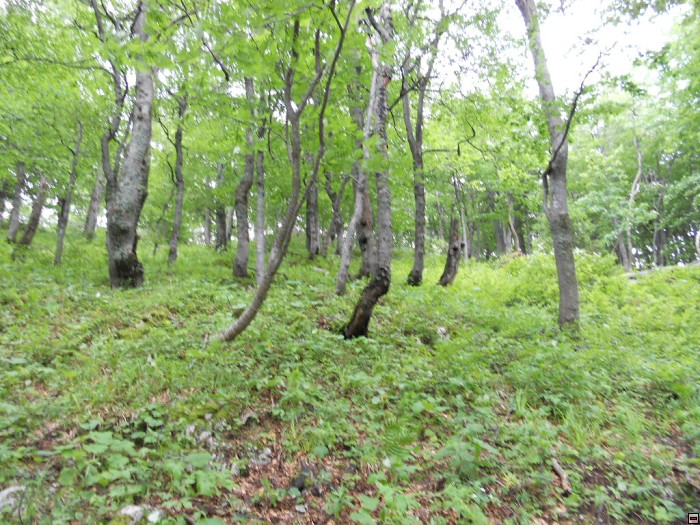 img00322.jpg