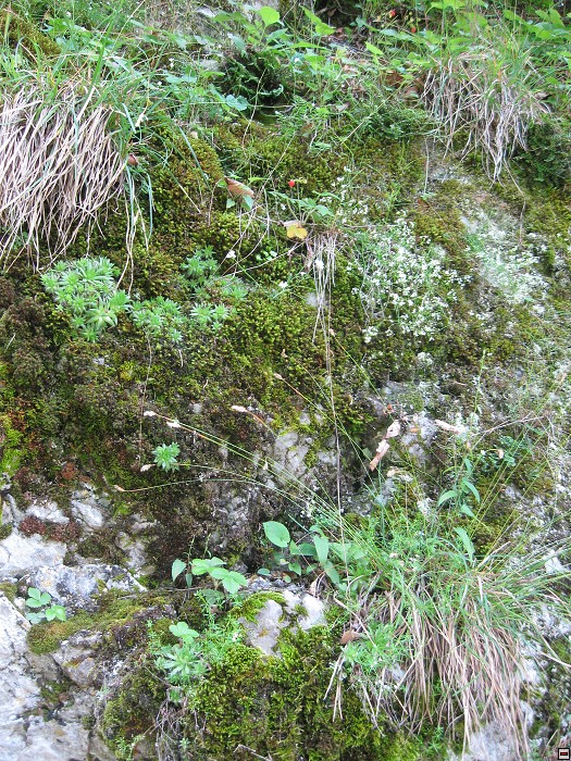 img00341.jpg