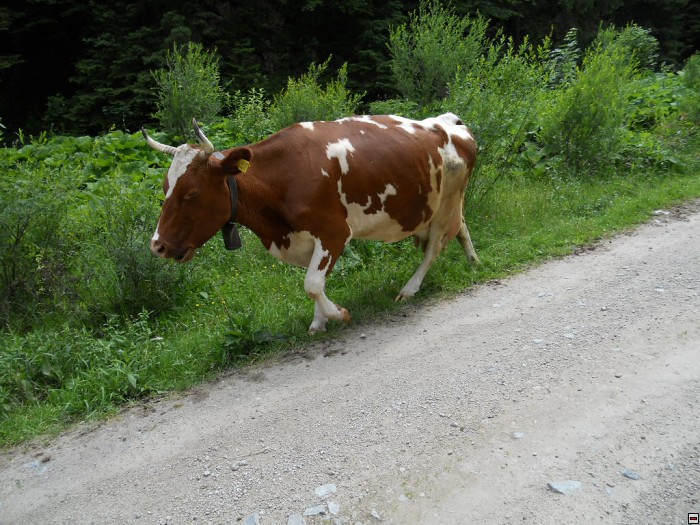 img00347.jpg