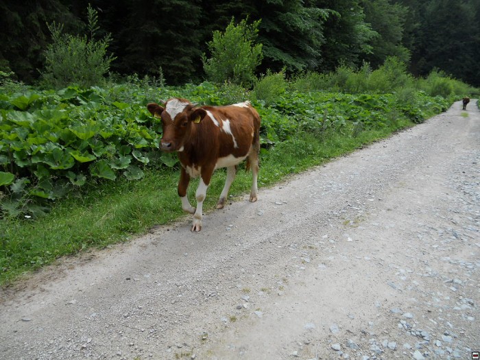 img00348.jpg