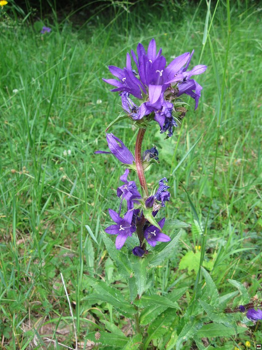 img00369.jpg