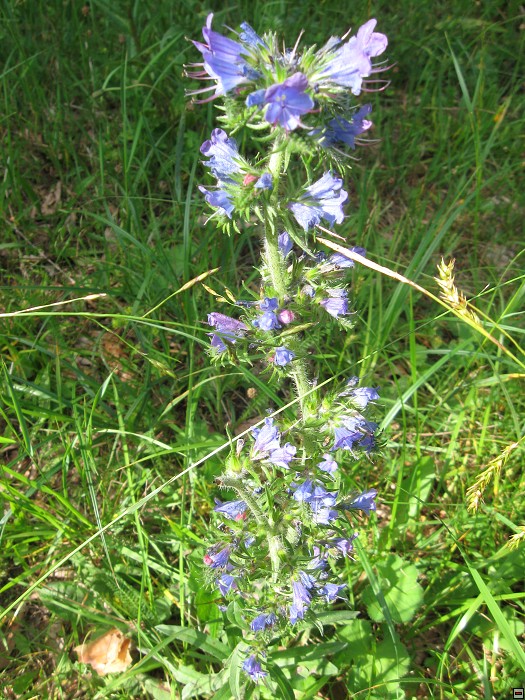 img00370.jpg