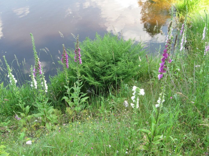 img00024.jpg