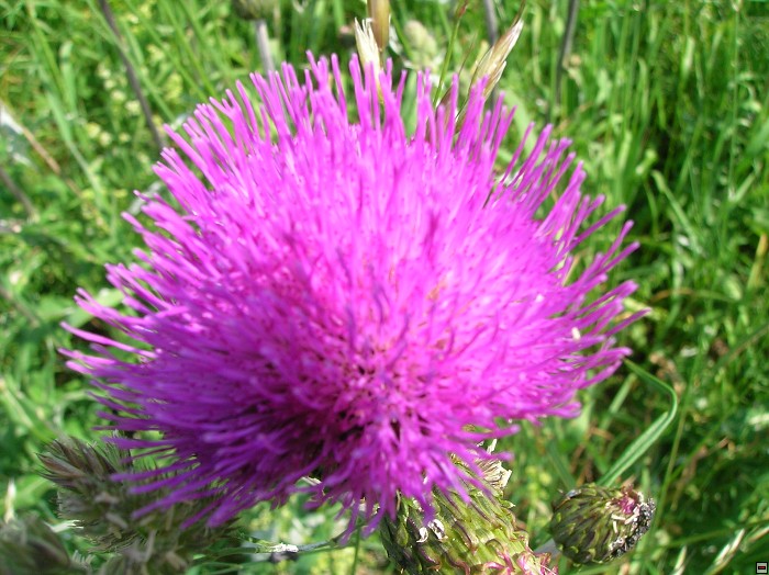 img00079.jpg