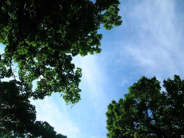 img00081.jpg
