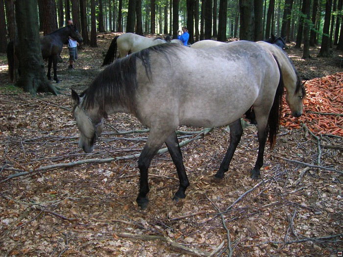 img00031.jpg