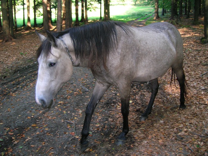img00036.jpg