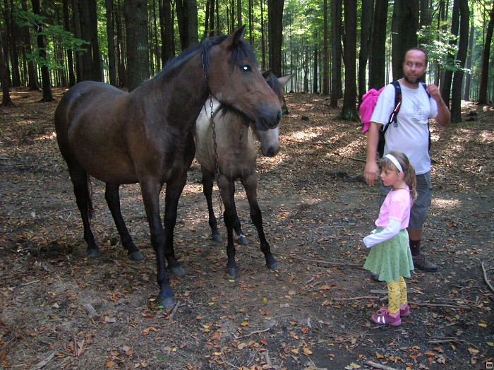 img00037.jpg