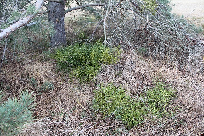 img00012.jpg