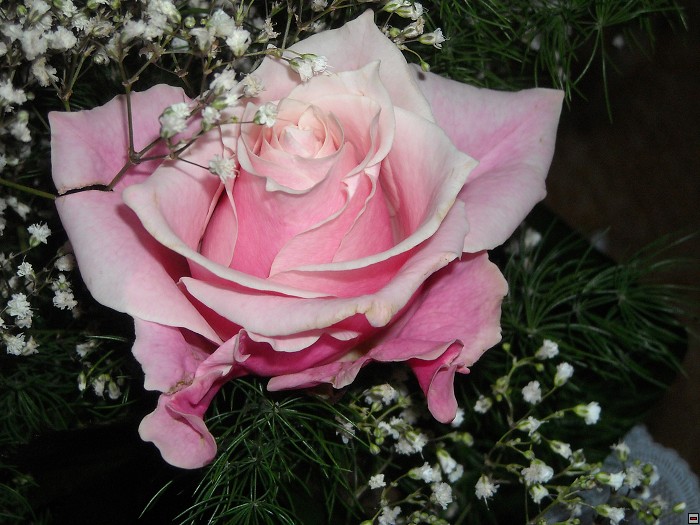 img00102.jpg