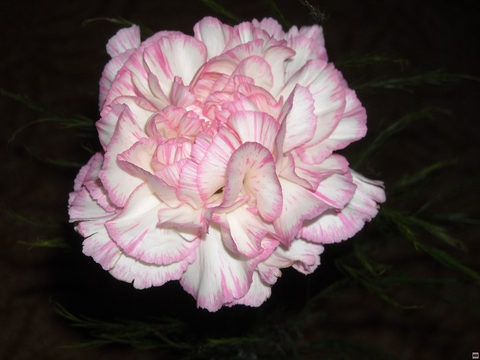 img00109.jpg