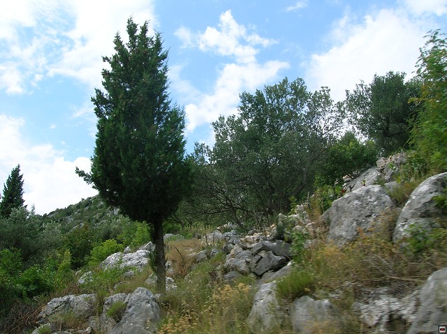 img00017.jpg