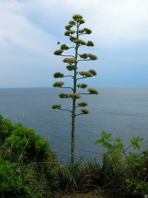 img00045.jpg