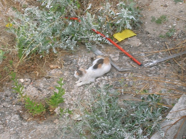 img00096.jpg