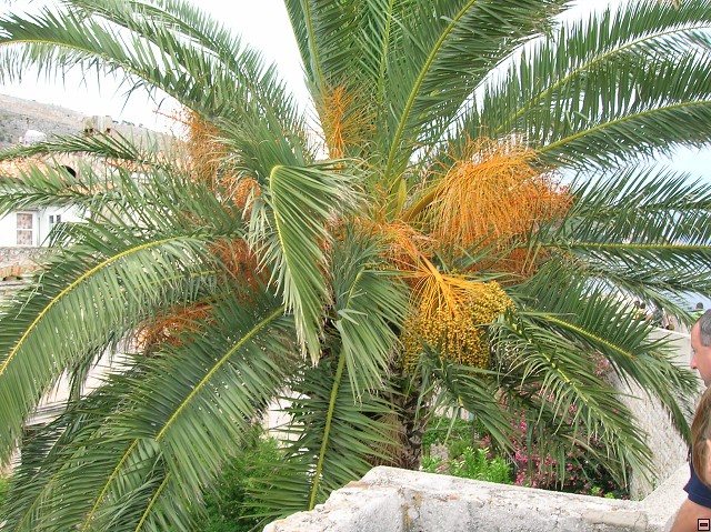 img00104.jpg