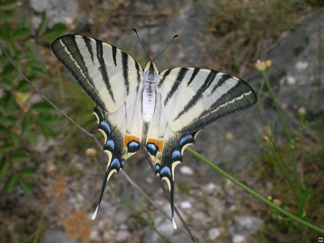 img00162.jpg