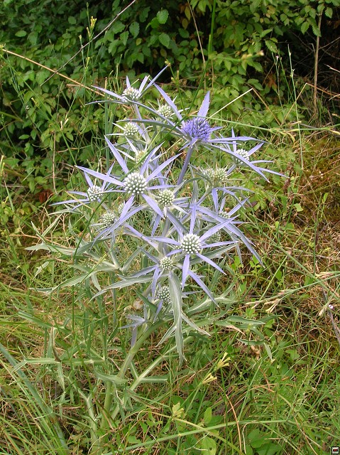 img00164.jpg