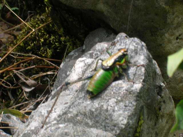 img00166.jpg