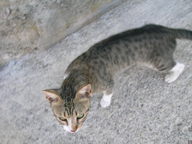 img00310.jpg