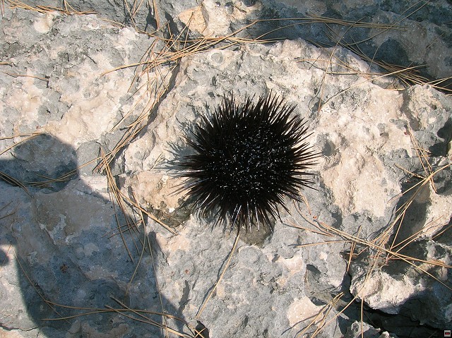 img00361.jpg