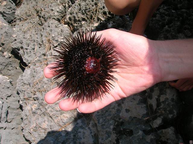 img00362.jpg