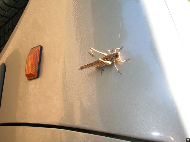 img00375.jpg