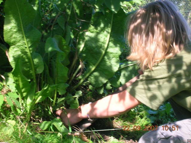 img00017.jpg
