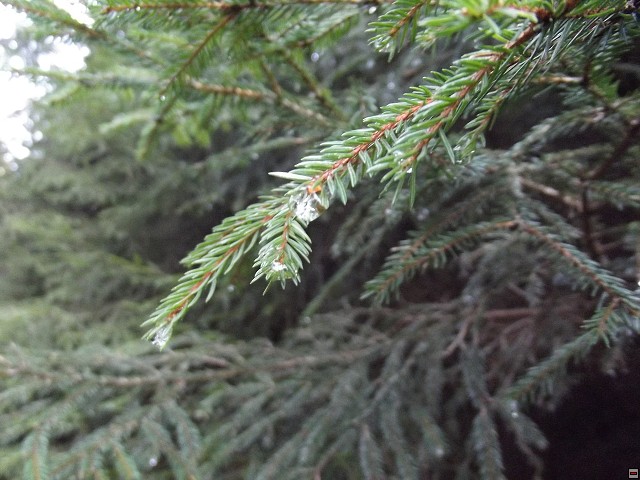 img00115.jpg