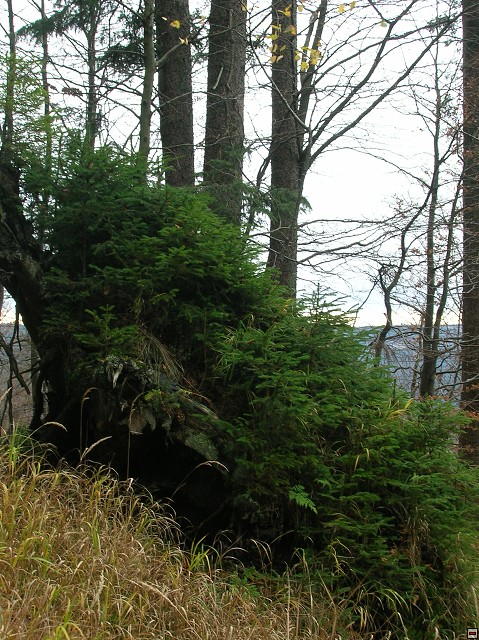 img00028.jpg