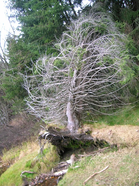 img00033.jpg