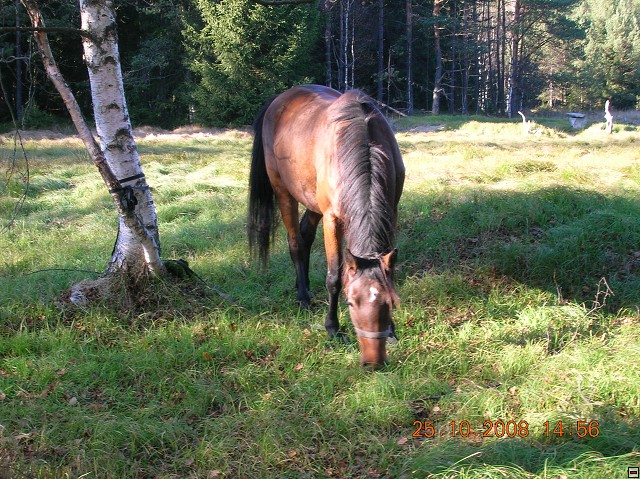 img00053.jpg