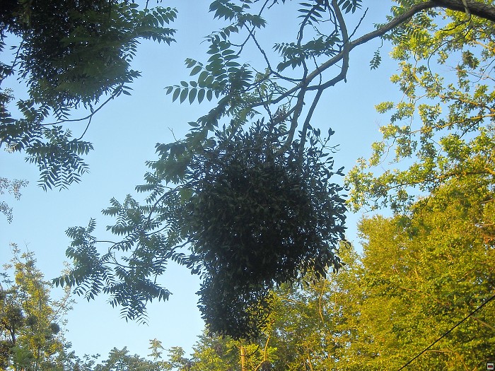 img00004.jpg