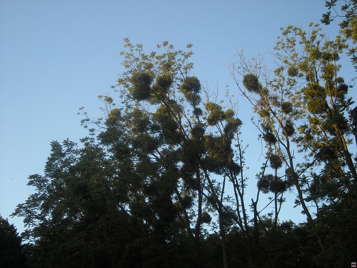 img00005.jpg
