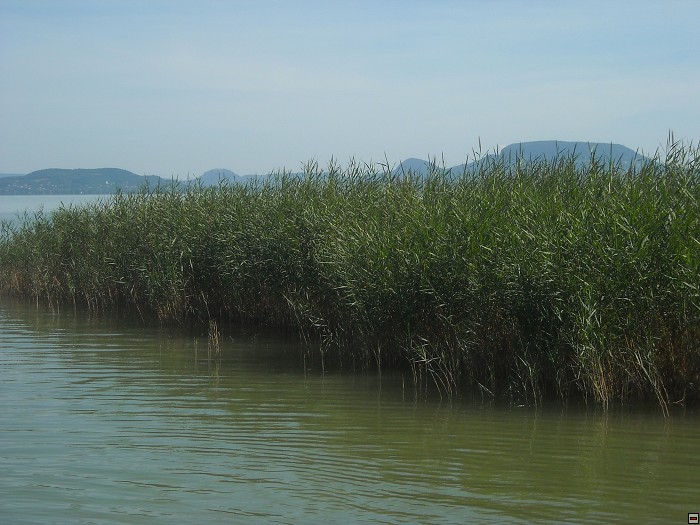 img00039.jpg