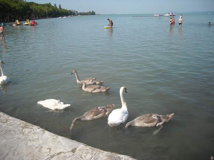 img00080.jpg