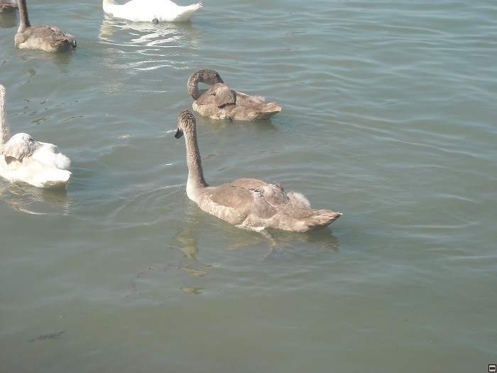 img00081.jpg