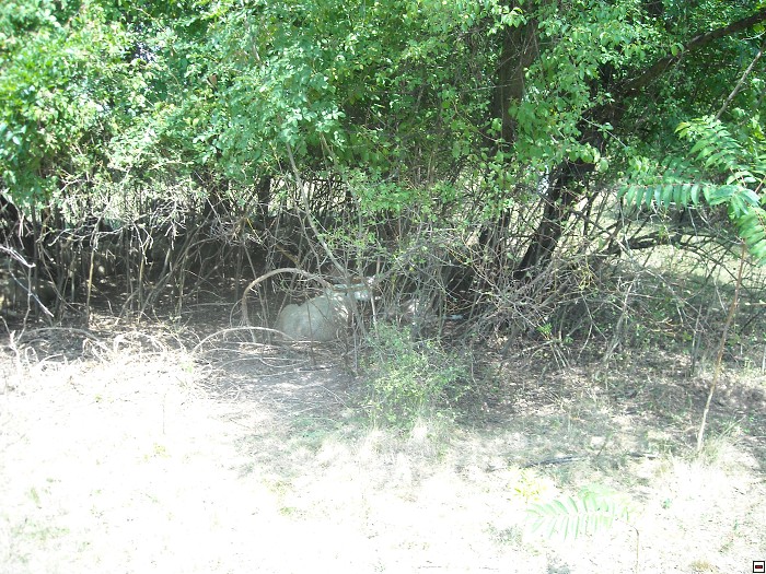img00096.jpg