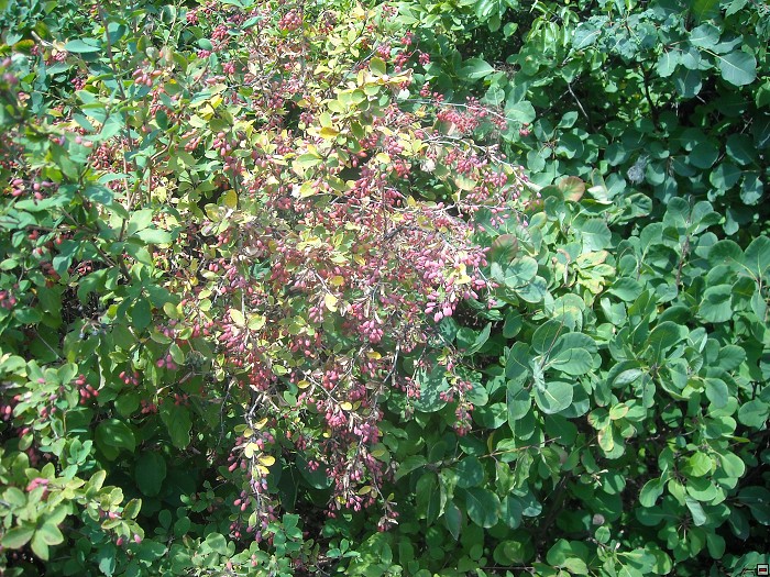 img00100.jpg