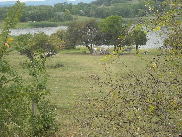 img00112.jpg