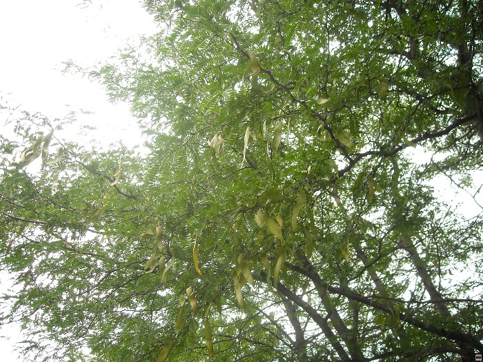 img00119.jpg