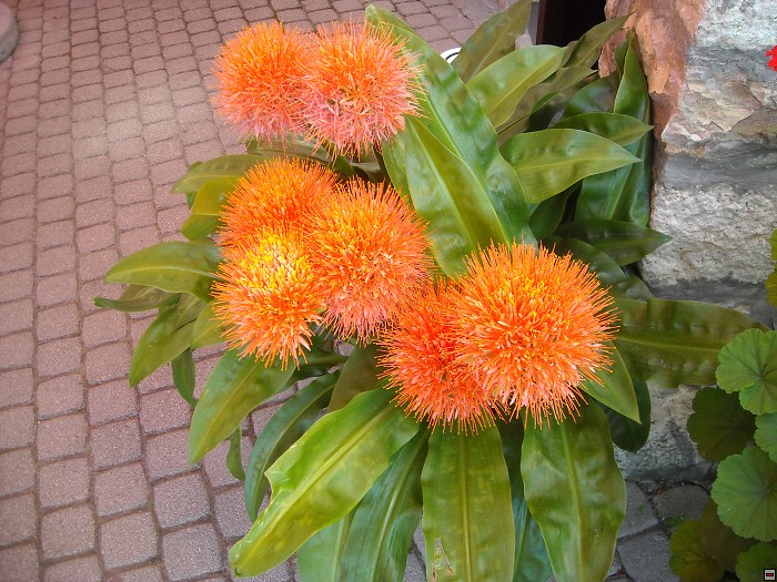 img00207.jpg
