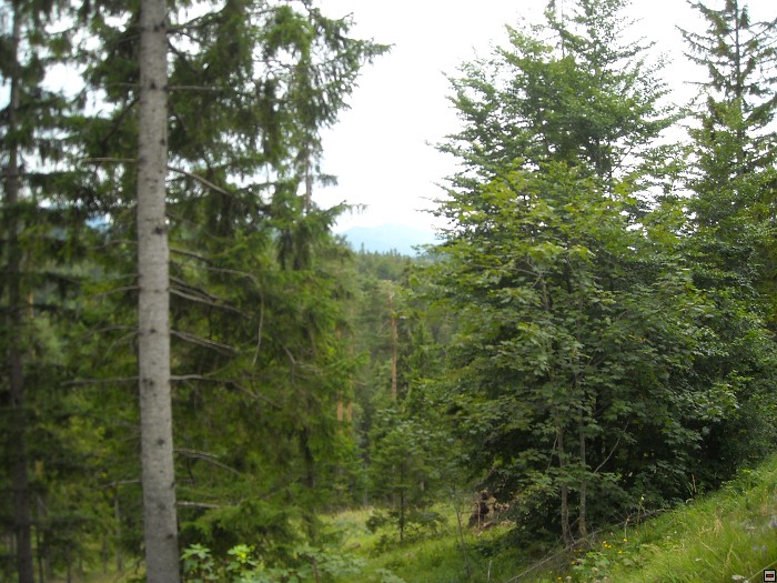 img00228.jpg