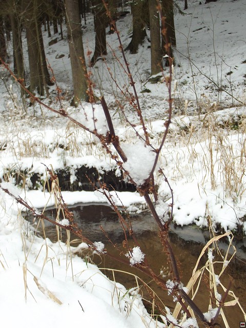 img00174.jpg