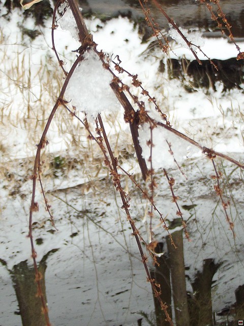 img00175.jpg