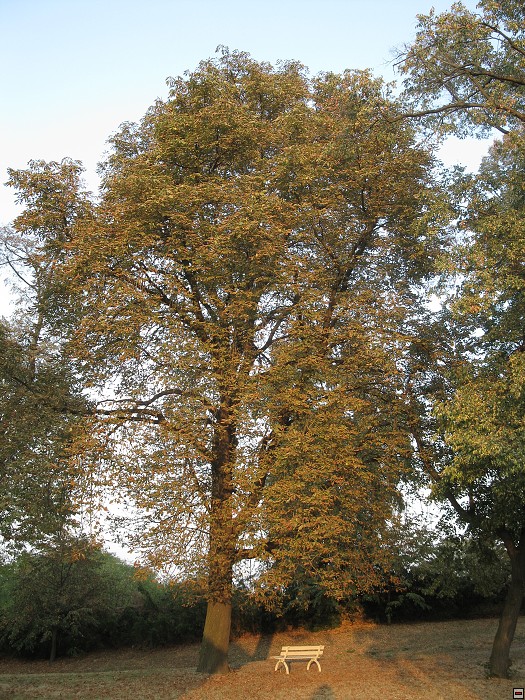 img00044.jpg