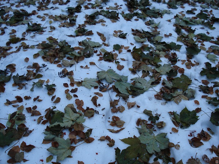 img00060.jpg