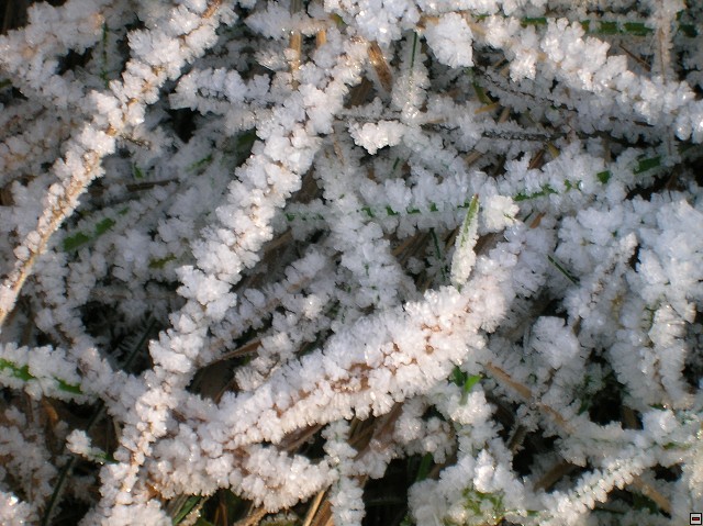 img00011.jpg