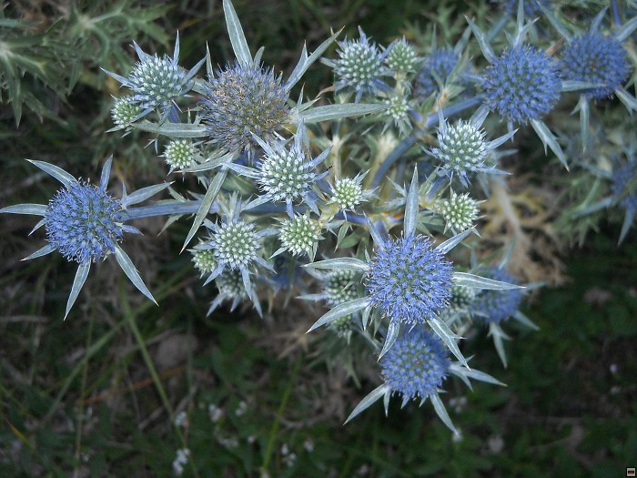 img00323.jpg