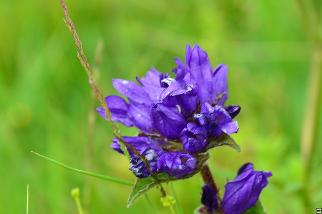 img00069.jpg