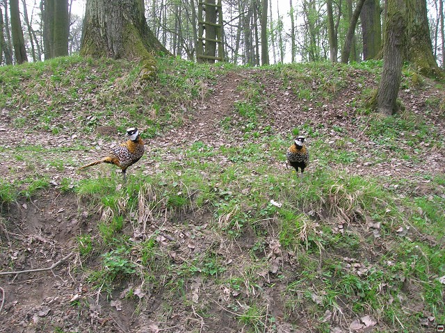 img00104.jpg
